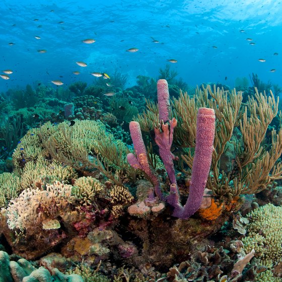 About Caribbean Coral Reefs