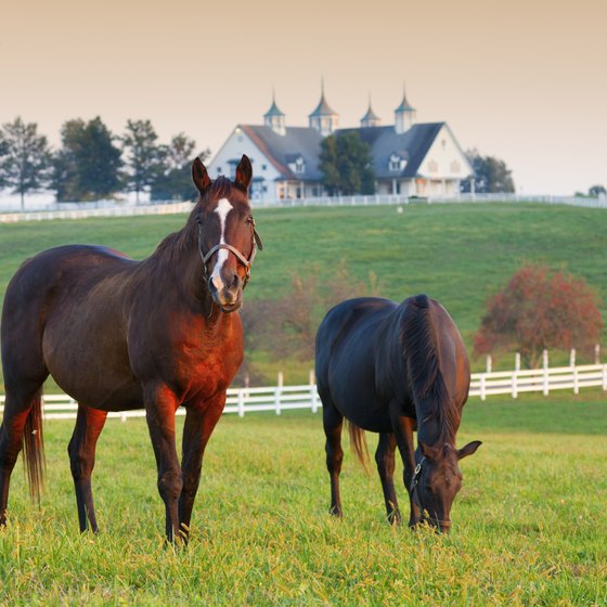 Things to Do With Little Kids in Lexington, KY