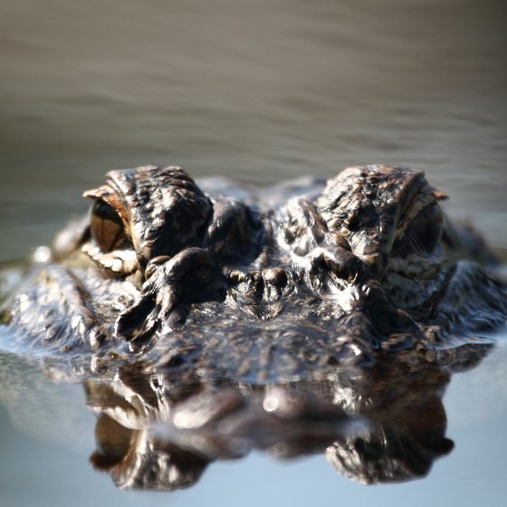 Guided Alligator Hunting in Louisiana