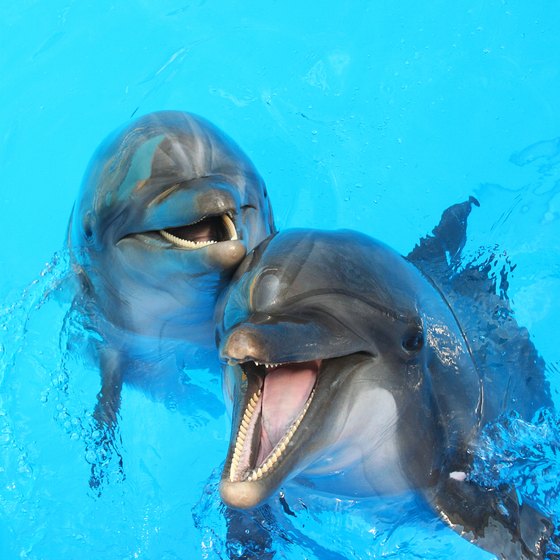 Dolphinariums in the United States Where Children Can Swim With Dolphins