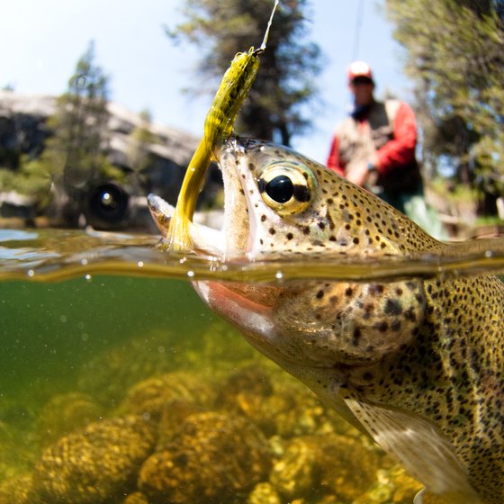 Fly Fishing in Banff National Park