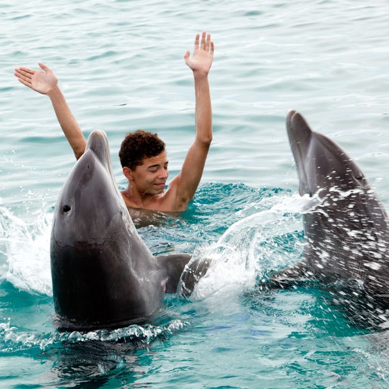 Swimming with Dolphins in Aruba