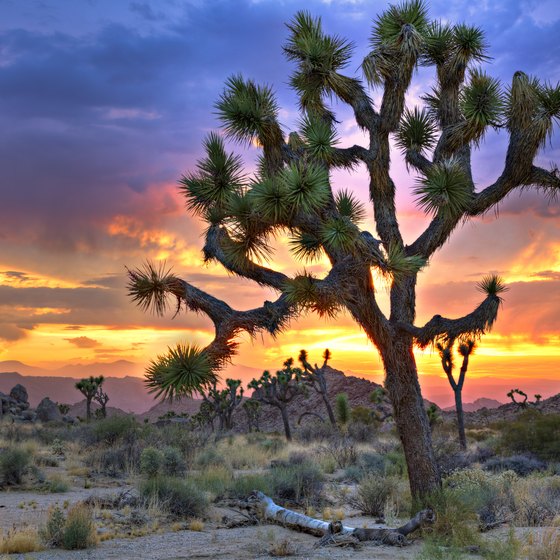 Attractions and Activities in the Mojave Desert