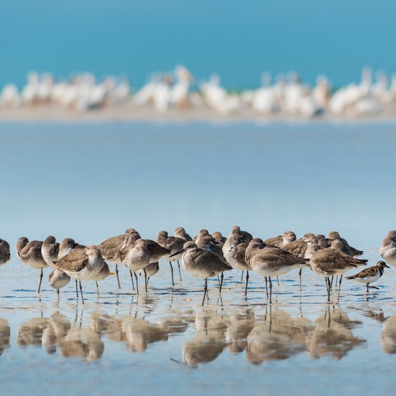 Animals & Plants of the Estuary