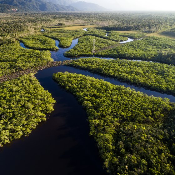 Activities in the Amazon Rainforest