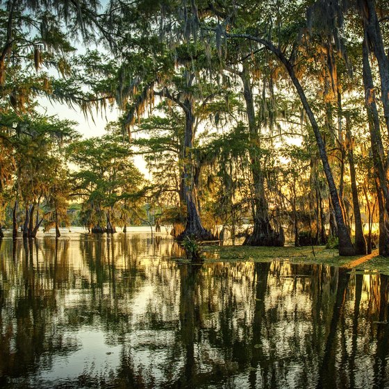Facts About Louisiana Bayous