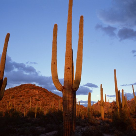 The Sonoran Desert is Arizona's most well-known example of hot, subtropical desert.