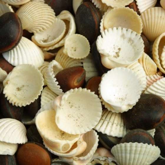Collecting seashells is just one relaxing activity to be enjoyed on Mexico's beaches.