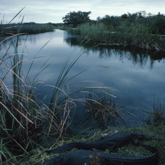 Visitors to the Miami area can camp in the Everglades.