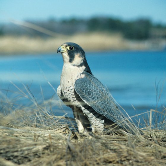 The North Carolina Savannah River basin is home to the endangered peregrine falcon.
