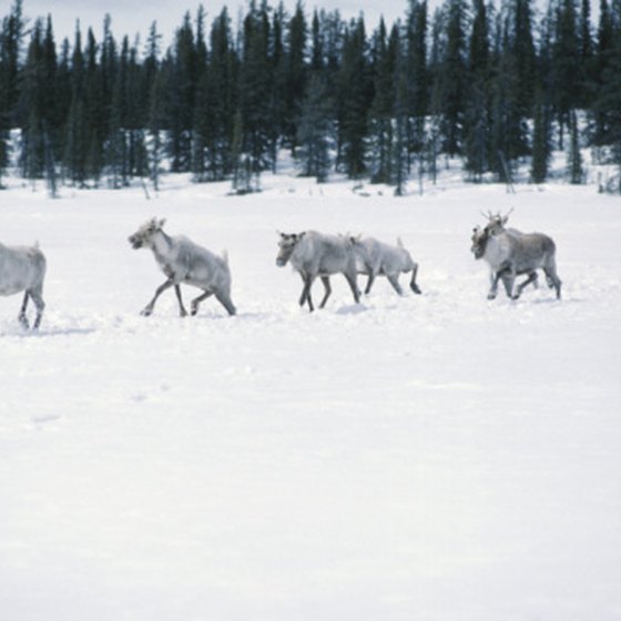 Cairbou are some of the best-known residents of Canada's tundra.