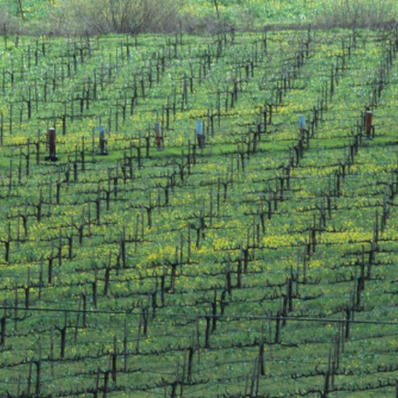 Guests from Sacramento can visit the Napa Valley vineyards via coach bus or limousine.
