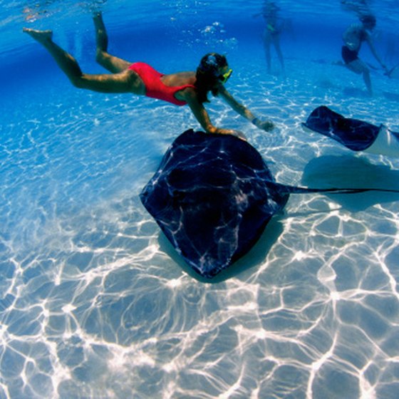 Snorkeling with stingrays is just one option in Grand Cayman.