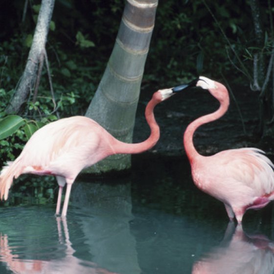 The Everglades are the largest subtropical wilderness in the U.S.