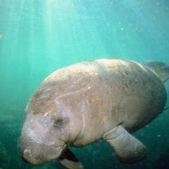 The manatee inhabits the waters of the Florida panhandle.