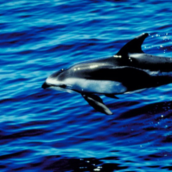 Hawaii has opportunities to swim with captive or wild dolphins.