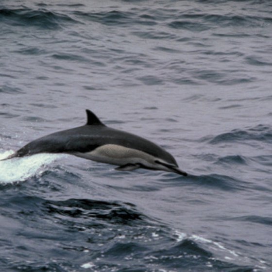 Swimming with dolphins is believed to be very therapeutic.