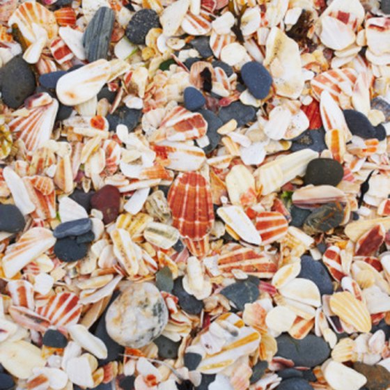 North Captiva Island is known for colorful and even rare seashell finds.