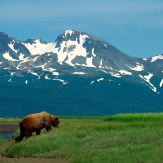 Photograph grizzly bears in Alaska using a telephoto lens.