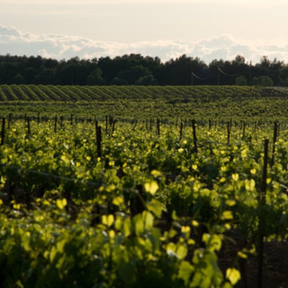 Vineyards in France are one destination for European wine tasting trips.