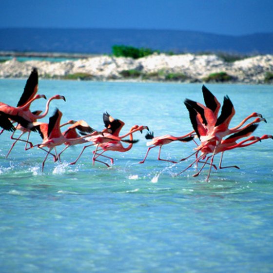 Bonaire's airport takes its name from the island's flamingos.