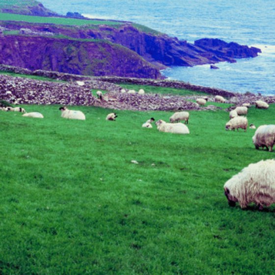 Sheep graze on the Irish coast.