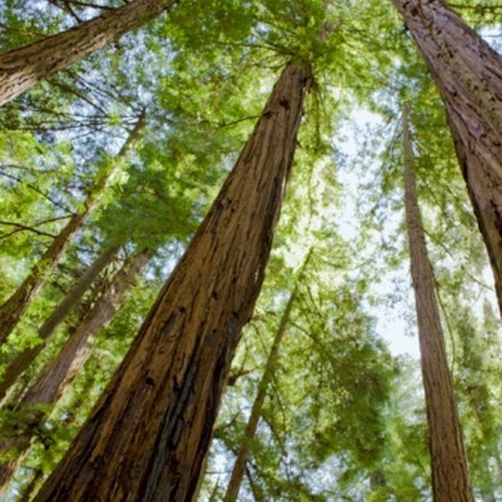 Groves of ancient redwood trees thrive near Felton, California.
