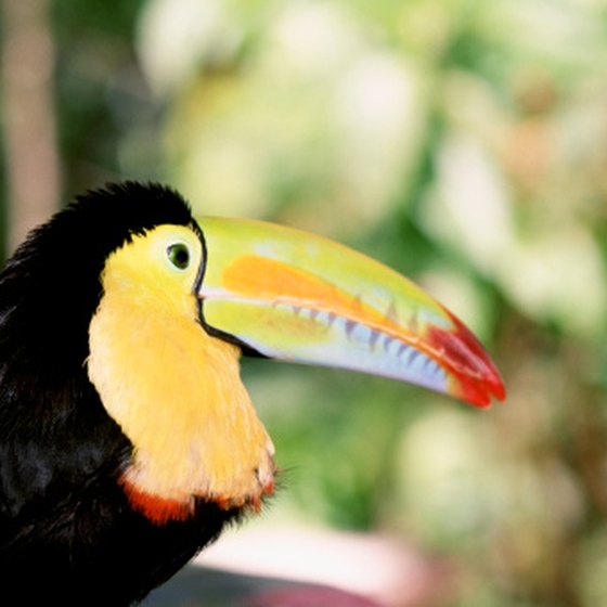 View toucans in their natural habitat in the Pantanal wetlands.
