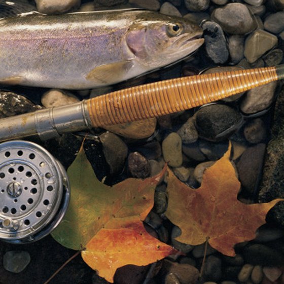 Trout and salmon are some of lake Michigan's coldwater fish.