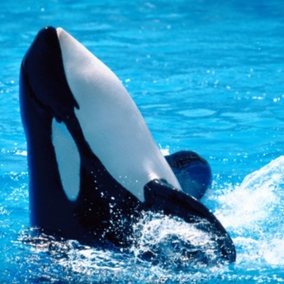 Orcas perform at SeaWorld.