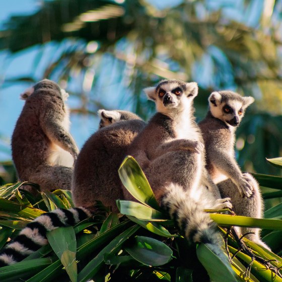 Ecotourism in Madagascar