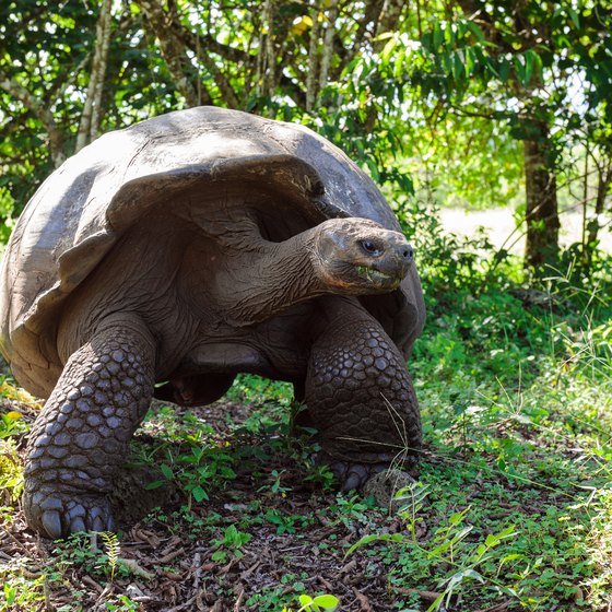 Galapagos Island Animals & Plants