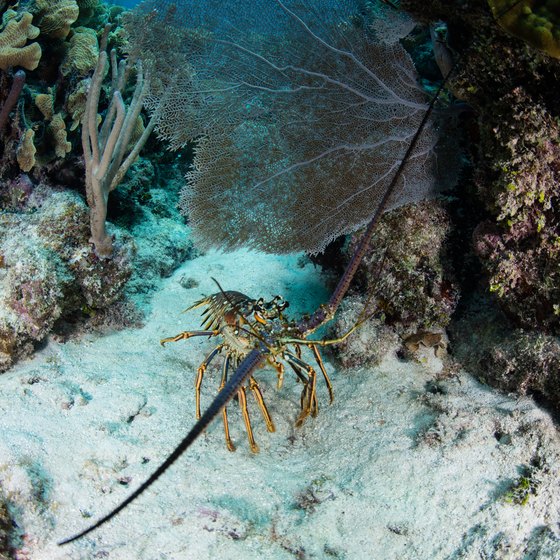 How to Snorkel for Lobster in Florida