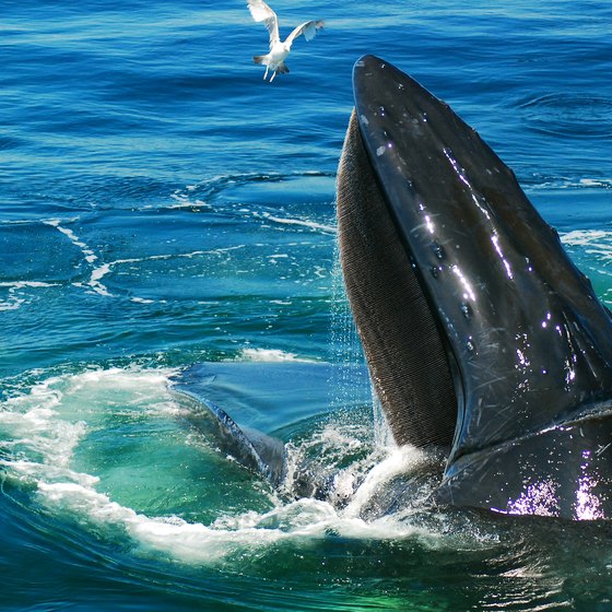 Whale Watching in Virginia Beach