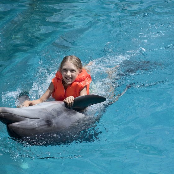 Swimming With Dolphins in Daytona Beach