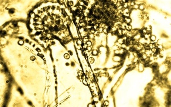 Una cámara para microscopio hecha en casa
