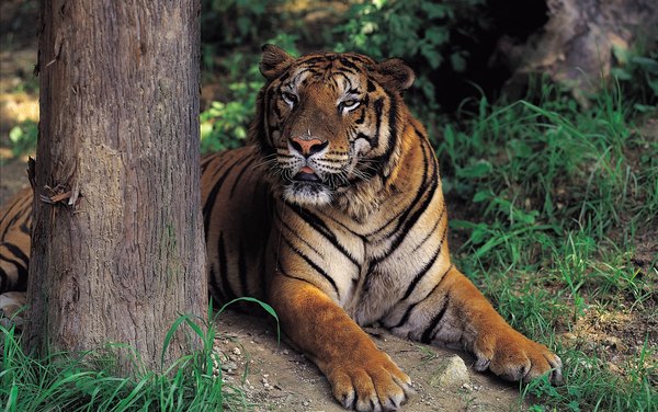 Cómo visitar el zoológico de Houston.