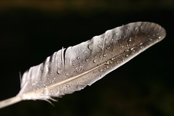 feather image by jeancliclac from Fotolia.com ...