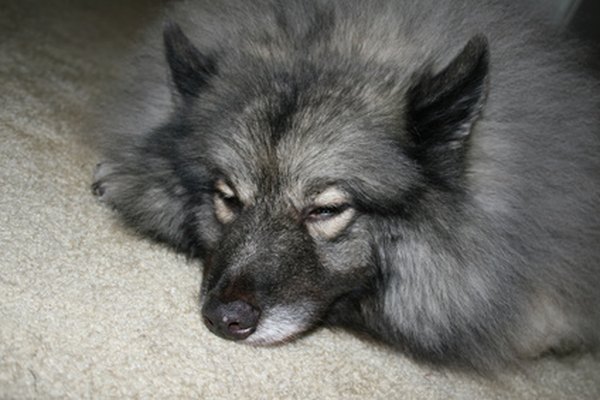 sleeping dog image by Lucid_Exposure from Fotolia.com ...