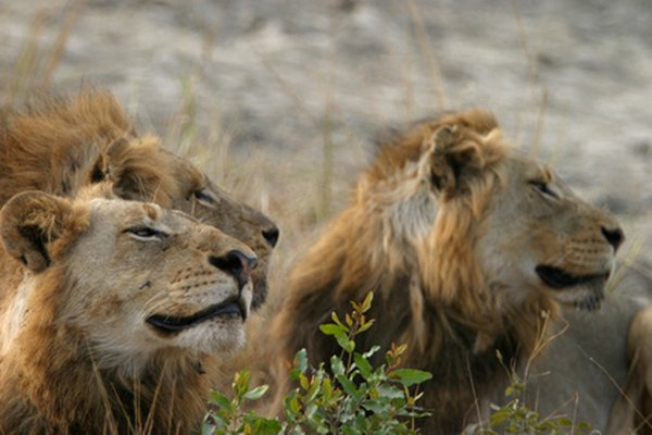pride of lions image by Dor Sela from Fotolia.com ...