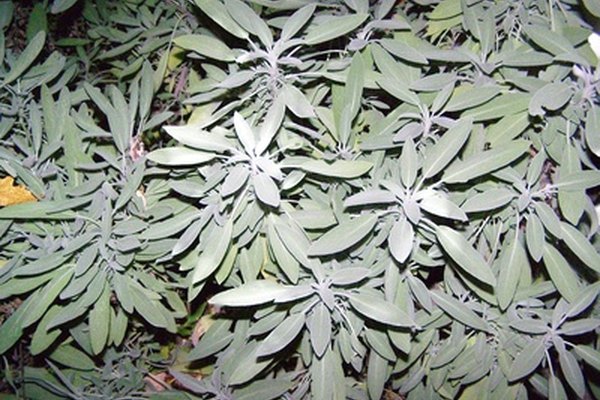 Sage at Night image by Gary Chorpenning from Fotolia.com ...