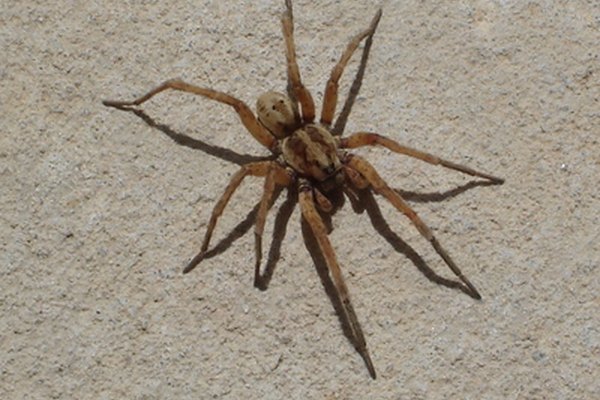 carolina wolf spider image by Kurt Anderson from Fotolia.com ...