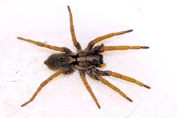 brown spider image by João Freitas from Fotolia.com ...