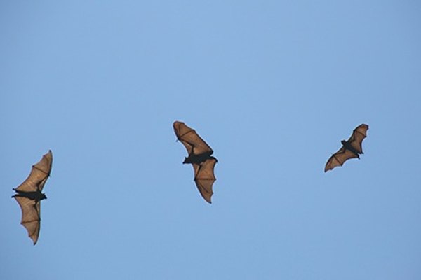more bats 64. image by mdb from Fotolia.com ...