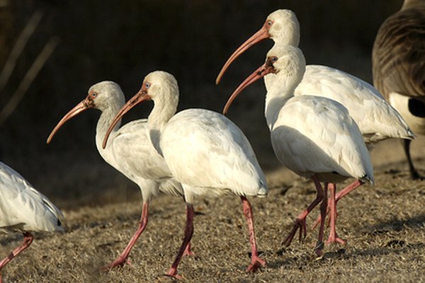 ibis image by NorthShoreSurfPhotos from Fotolia.com ...