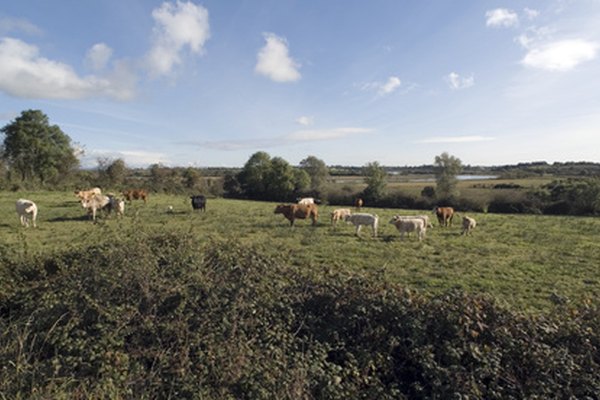 grazing cattle image by Keith Nolan from Fotolia.com ...