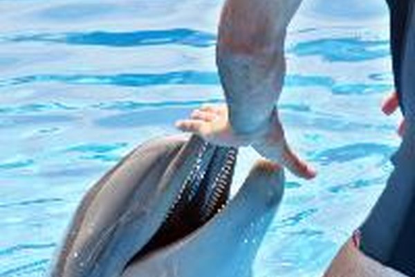 El hocico del delfín se llama boca.