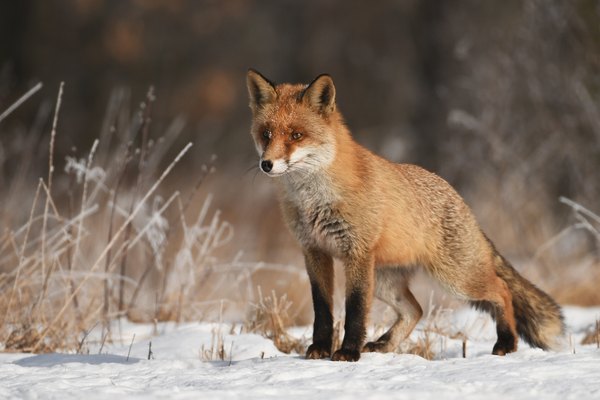 How To Tell The Difference Between A Male And Female Fox Animals Momme