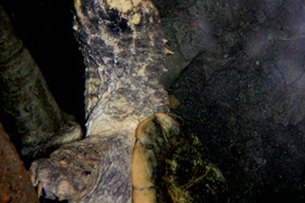 horned snapping turtle image by Lucid_Exposure from Fotolia.com ...