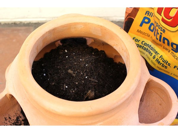 Fill the pot with soil